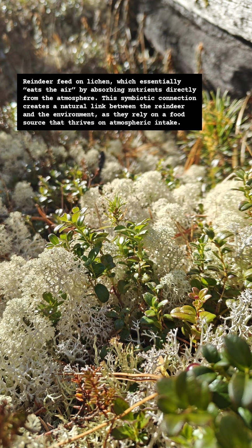 A close view of pale lichen and green leaves with a field-note text overlay.
