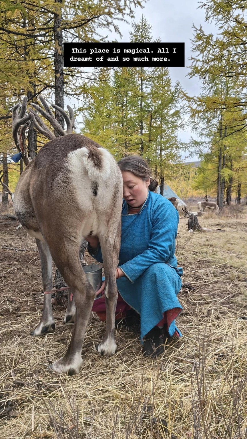 A person in blue clothing milking a reindeer among autumn trees.