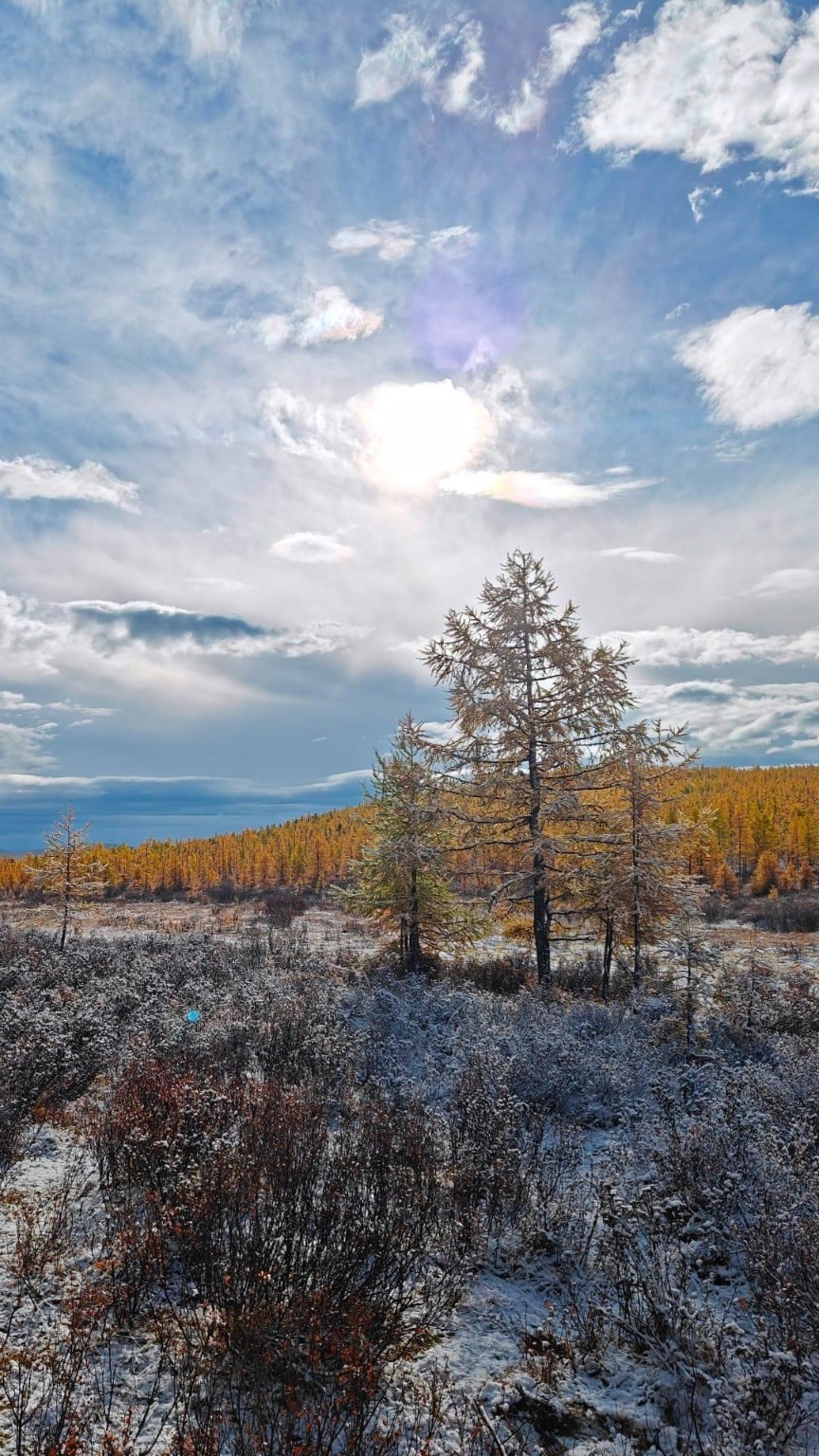 Sunlight breaking over a sparse forest and patches of snow.